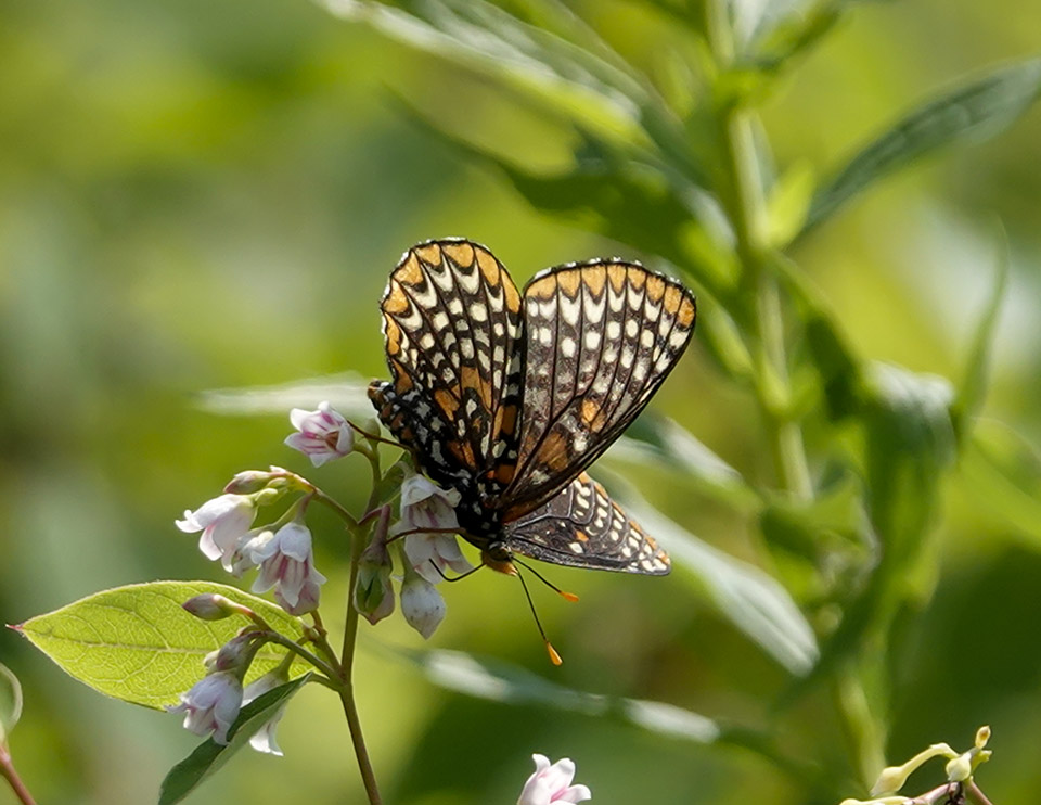 Butterflies of the Adirondack Park: Baltimore Checkerspot (Euphydryas phaeton) on the Old Orchard Loop at Heaven Hill (26 July 2019). Butterflies of the Adirondack Park: Baltimore Checkerspot (Euphydryas phaeton) on the Old Orchard Loop at Heaven Hill (26 July 2019).