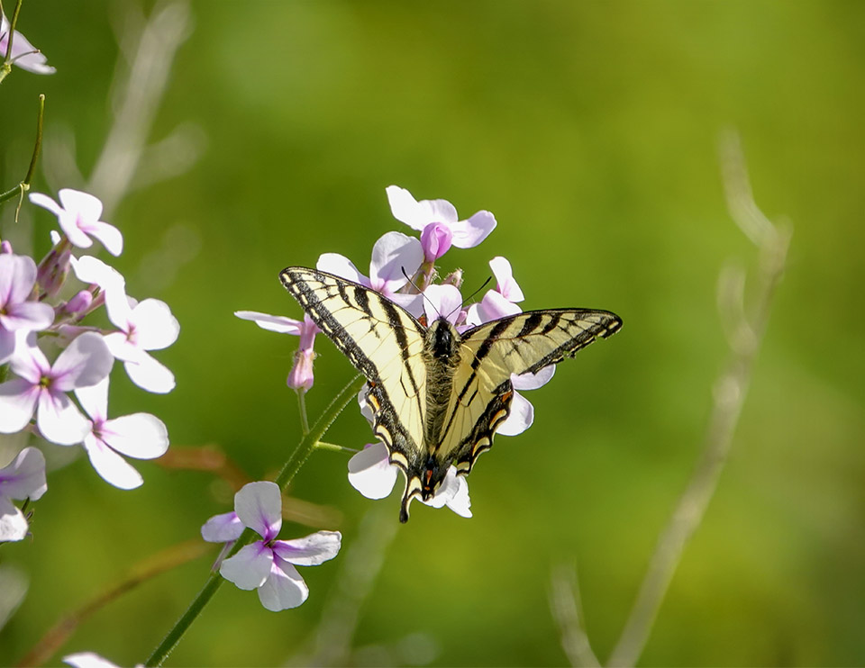 Adirondack Butterflies: Canadian Tiger Swallowtail near Hulls Falls Road (9 June 2018). Click for a larger image, opening in a new window. Adirondack Butterflies: Canadian Tiger Swallowtail near Hulls Falls Road (9 June 2018).