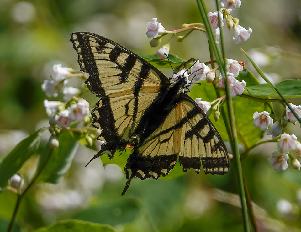 Butterflies of the Adirondack Park: Canadian Tiger Swallowtail on the Old Orchard Loop at Heaven Hill (8 July 2018). Click for a larger image, opening in a new window. Butterflies of the Adirondack Park: Canadian Tiger Swallowtail on the Old Orchard Loop at Heaven Hill (8 July 2018).