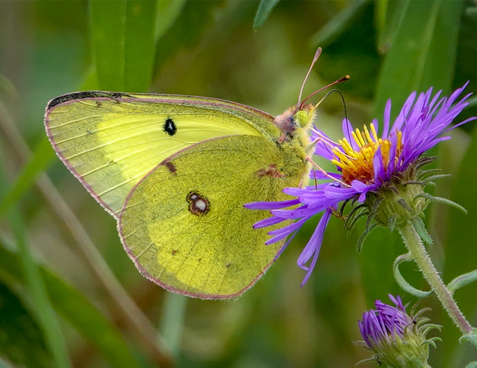 Butterflies of the Adirondack Park: Clouded Sulphur on the meadow at the Cemetery Road Wetlands (19 September 2018). Click for a larger image, opening in a new window. Butterflies of the Adirondack Park: Clouded Sulphur on the meadow at the Cemetery Road Wetlands (19 September 2018).