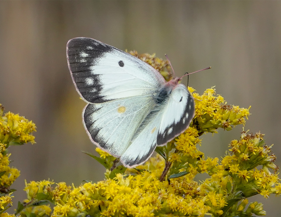 Butterflies of the Adirondack Park: Clouded Sulphur at John Brown Farm (16 September 2019). Click for a larger image, opening in a new window. Butterflies of the Adirondack Park: Clouded Sulphur at John Brown Farm (16 September 2019).