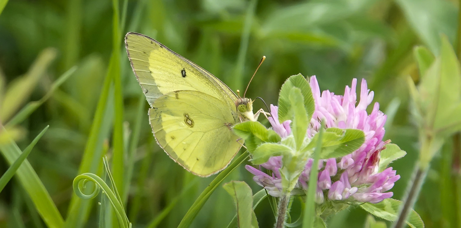 Butterflies of the Adirondack Park: Clouded Sulphur on the Old Orchard Loop at Heaven Hill (21 July 2019). Click for a larger image opening in a new window. Butterflies of the Adirondack Park: Clouded Sulphur on the Old Orchard Loop at Heaven Hill (21 July 2019).