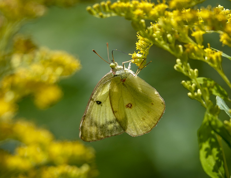 Butterflies of the Adirondack Park: Clouded Sulphur at the Paul Smiths VIC Native Species Butterfly House (4 August 2018). Click for a larger image, opening in a new window. Butterflies of the Adirondack Park: Clouded Sulphur at the Paul Smiths VIC Native Species Butterfly House (4 August 2018).