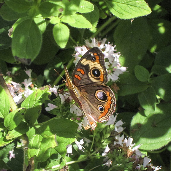 Butterflies of the Adirondack Park: Common Buckeye at the Paul Smiths VIC Native Species Butterfly House (25 August 2011).