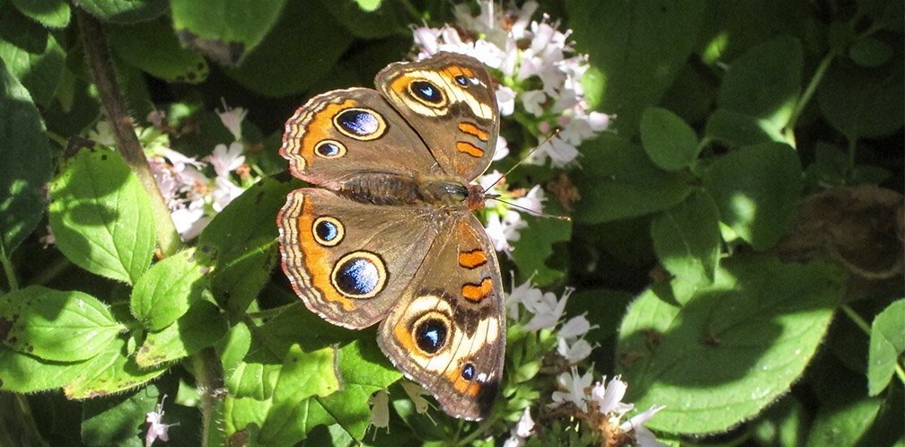 Butterflies of the Adirondack Park: Common Buckeye in the Paul Smiths VIC Native Species Butterfly House (25 August 2012).