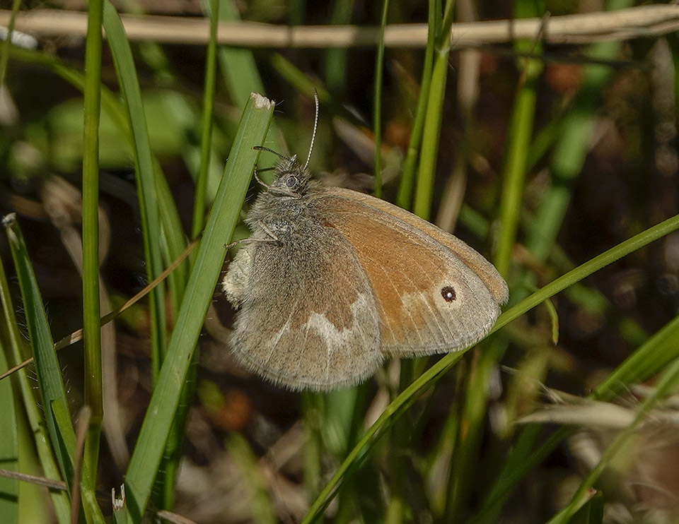Adirondack Butterflies: Common Ringlet (Coenonympha tullia) on the Old Orchard Loop at Heaven Hill (8 July 2018). Click for a larger image, opening in a new window. Adirondack Butterflies: Common Ringlet (Coenonympha tullia) on the Old Orchard Loop at Heaven Hill (8 July 2018).