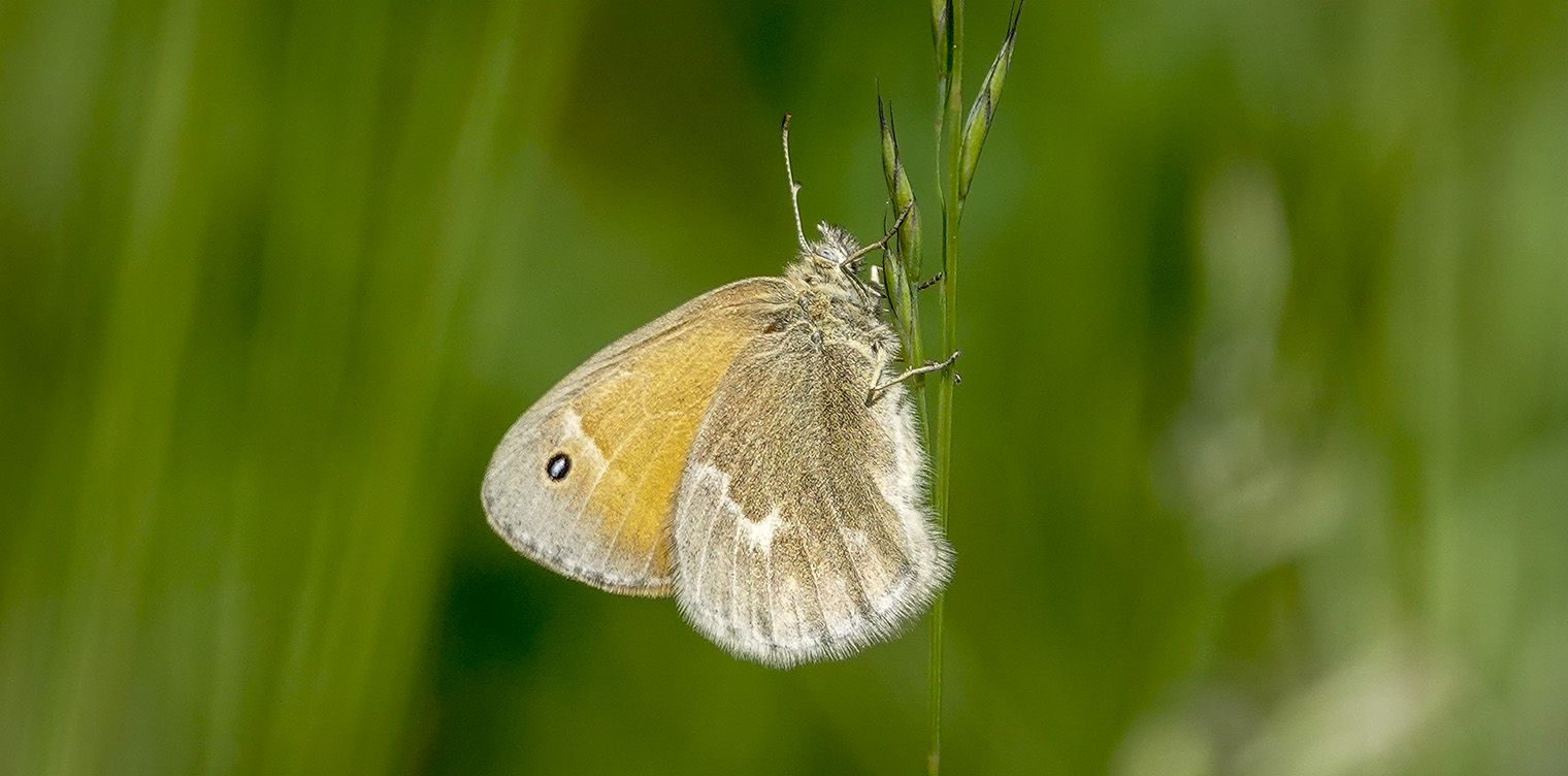 Adirondack Butterflies: Common Ringlet (Coenonympha tullia) on the John Brown Farm Trails (21 June 2018). Click for a larger image, opening in a new window. Adirondack Butterflies: Common Ringlet (Coenonympha tullia) on the John Brown Farm Trails (21 June 2018).