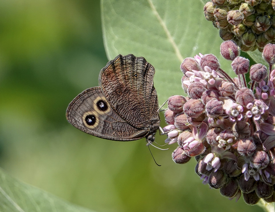 Butterflies of the Adirondacks: Common Wood-Nymph (Cercyonis pegala) on the Adirondack Loj Road (20 July 2018). Click for a larger image, opening in a new window. Butterflies of the Adirondacks: Common Wood-Nymph (Cercyonis pegala) on the Adirondack Loj Road (20 July 2018).