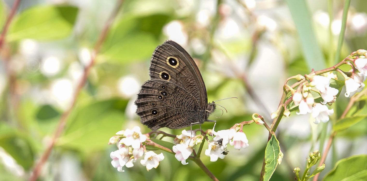 Butterflies of the Adirondack Park: Common Wood-Nymph (Cercyonis pegala) on the Adirondack Loj Road (27 July 2019). Click for a larger image, opening in a new window. Butterflies of the Adirondack Park: Common Wood-Nymph (Cercyonis pegala) on the Adirondack Loj Road (27 July 2019).