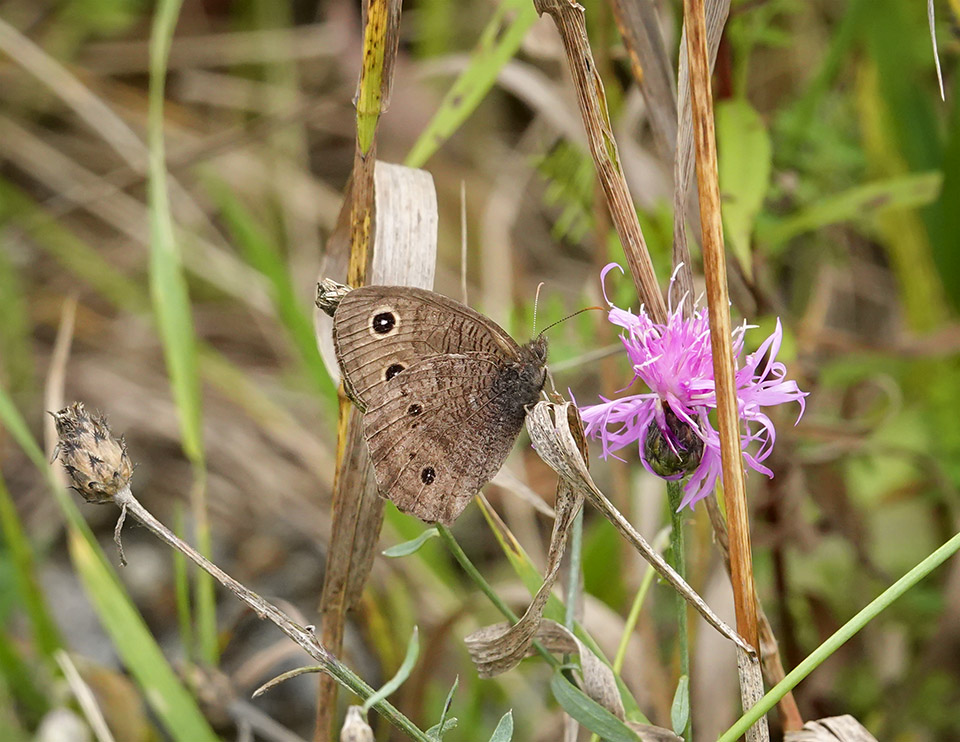 Butterflies of the Adirondack Park: Common Wood-Nymph (Cercyonis pegala) on the Adirondack Loj Road (4 September 2019). Click for a larger image, opening in a new window. Butterflies of the Adirondack Park: Common Wood-Nymph (Cercyonis pegala) on the Adirondack Loj Road (4 September 2019).