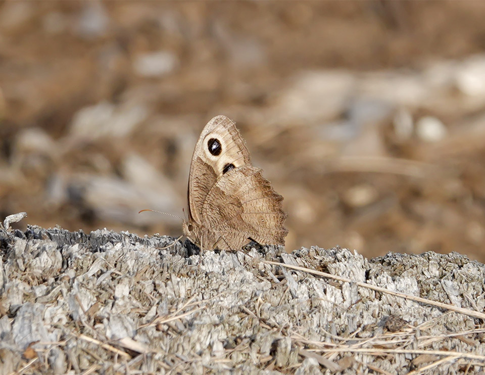 Butterflies of the Adirondack Park: Common Wood-Nymph (Cercyonis pegala) at John Brown Farm (21 August 2019). Click for a larger image, opening in a new window. Butterflies of the Adirondack Park: Common Wood-Nymph (Cercyonis pegala) at John Brown Farm (21 August 2019).