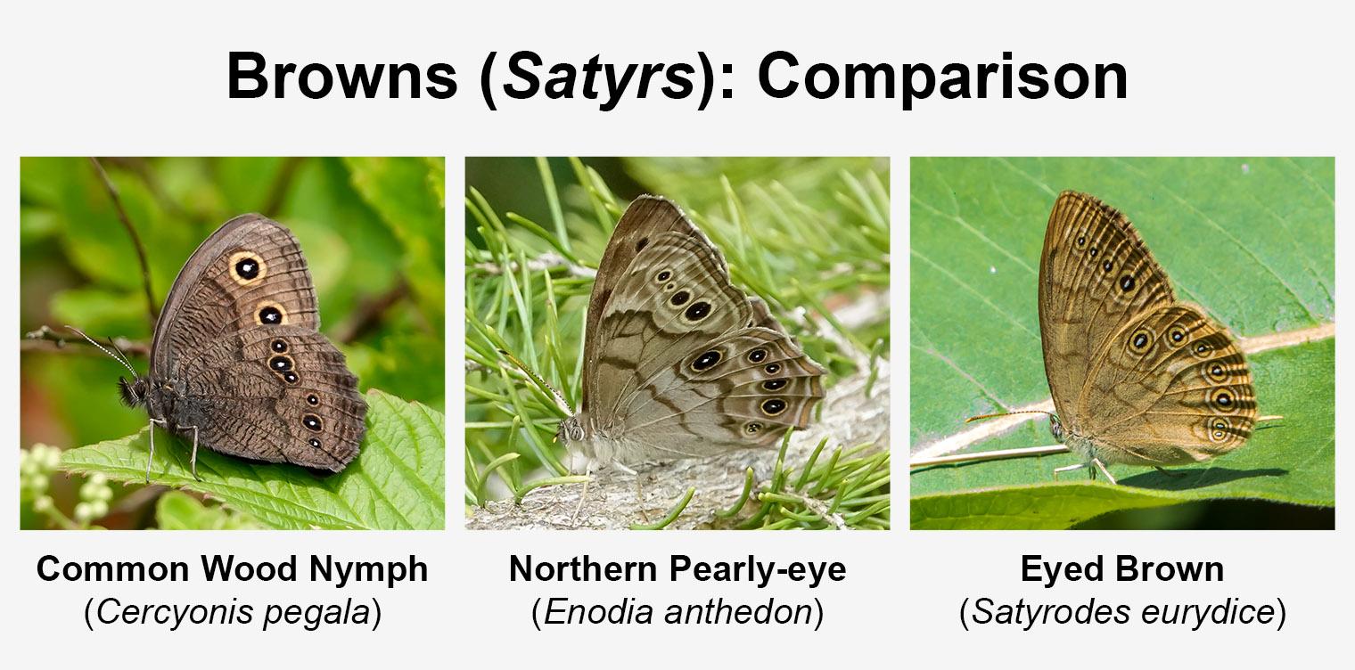 Butterflies of the Adirondack Park: Comparison of three Satyrs: Common Wood-Nymph (Cercyonis pegala) at John Brown Farm (31 July 2019); Northern Pearly-eye (Enodia anthedon) near Craig Wood Golf Club (16 July 2019); Eyed Brown (Satyrodes eurydice) at the Paul Smith's VIC Butterfly House (5 July 2014). Click for a larger image, opening in a new window. Butterflies of the Adirondack Park: Comparison of three Satyrs: Common Wood-Nymph (Cercyonis pegala) at John Brown Farm (31 July 2019); Northern Pearly-eye (Enodia anthedon) near Craig Wood Golf Club (16 July 2019); Eyed Brown (Satyrodes eurydice) at the Paul Smith's VIC Butterfly House (5 July 2014).