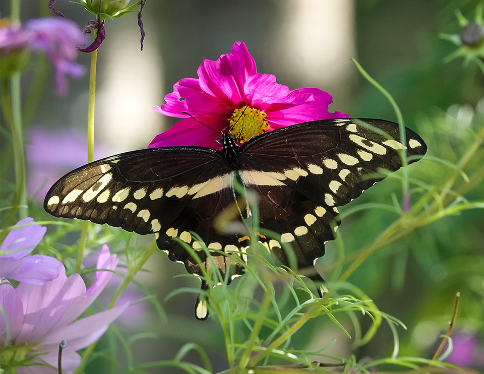 Butterflies of the Adirondacks: Giant Swallowtail at John Brown Farm (26 August 2019). Butterflies of the Adirondacks: Giant Swallowtail at John Brown Farm (26 August 2019).