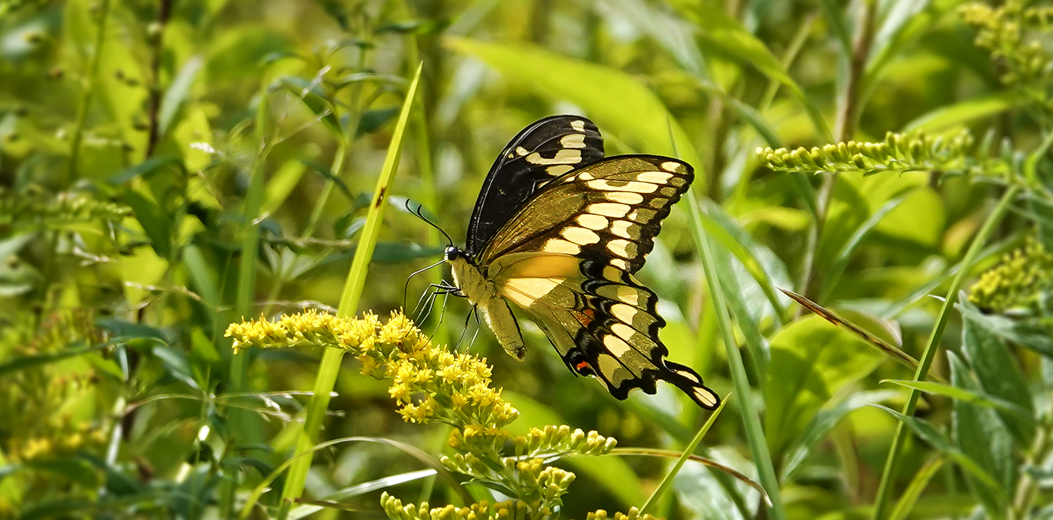 Butterflies of the Adirondack Park: Giant Swallowtail at John Brown Farm (30 August 2019). Butterflies of the Adirondack Park: Giant Swallowtail at John Brown Farm (30 August 2019).
