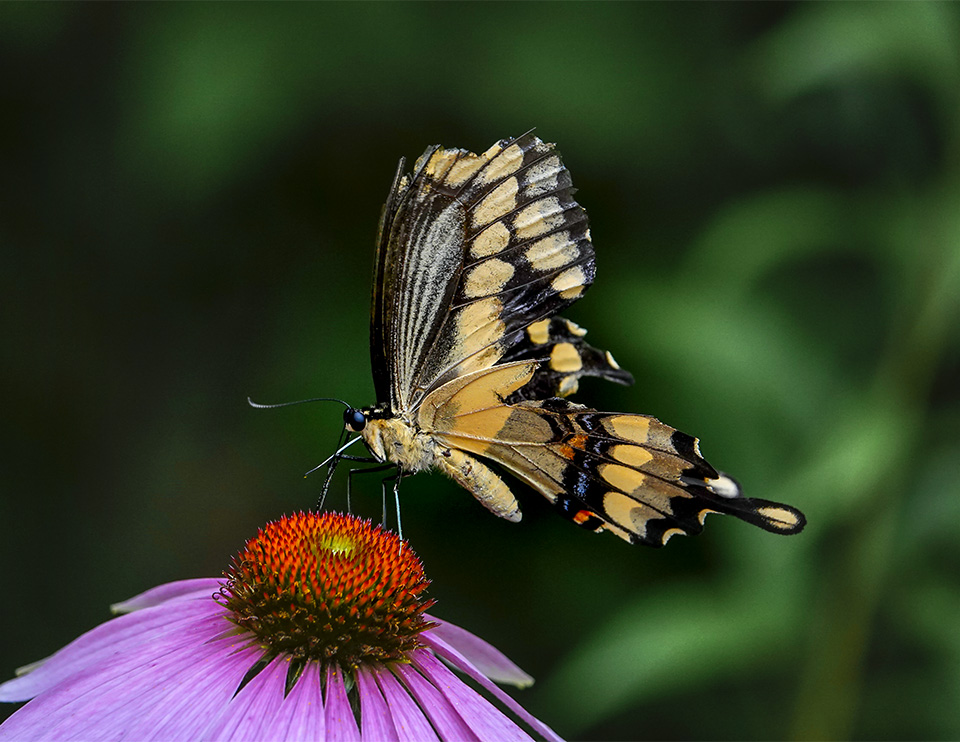 Butterflies of the Adirondacks: Giant Swallowtail at the Paul Smiths VIC Native Species Butterfly House (11 August 2018).