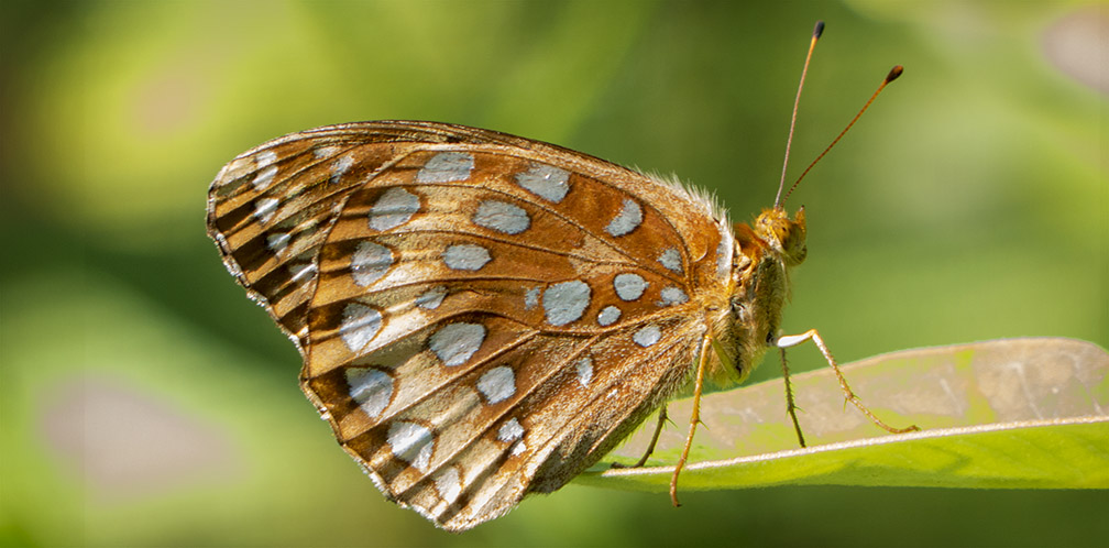 Butterflies of the Adirondack Park: Great Spangled Fritillary at the Paul Smiths VIC Native Species Butterfly House (1 August 2014).