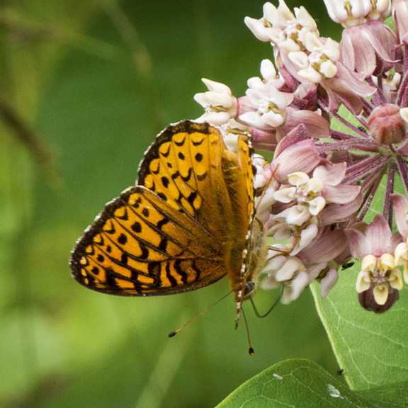 Butterflies of the Adirondack Park: Great Spangled Fritillary in the Paul Smiths VIC Native Species Butterfly House (19 July 2014).