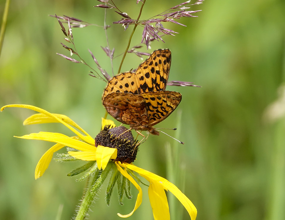 Butterflies of the Adirondack Park: Meadow Fritillary (Boloria bellona) on the Old Orchard Loop at Heaven Hill (21 July 2019). Click for a larger image, opening in a new window. Butterflies of the Adirondack Park: Meadow Fritillary (Boloria bellona) on the Old Orchard Loop at Heaven Hill (21 July 2019).