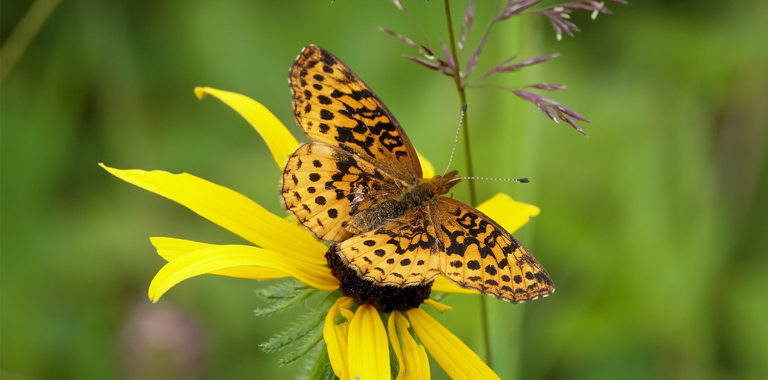 Butterflies of the Adirondack Park: Meadow Fritillary (Boloria bellona) on the Old Orchard Loop at Heaven Hill (21 July 2019). Click for a larger image, opening in a new window. Butterflies of the Adirondack Park: Meadow Fritillary (Boloria bellona) on the Old Orchard Loop at Heaven Hill (21 July 2019).