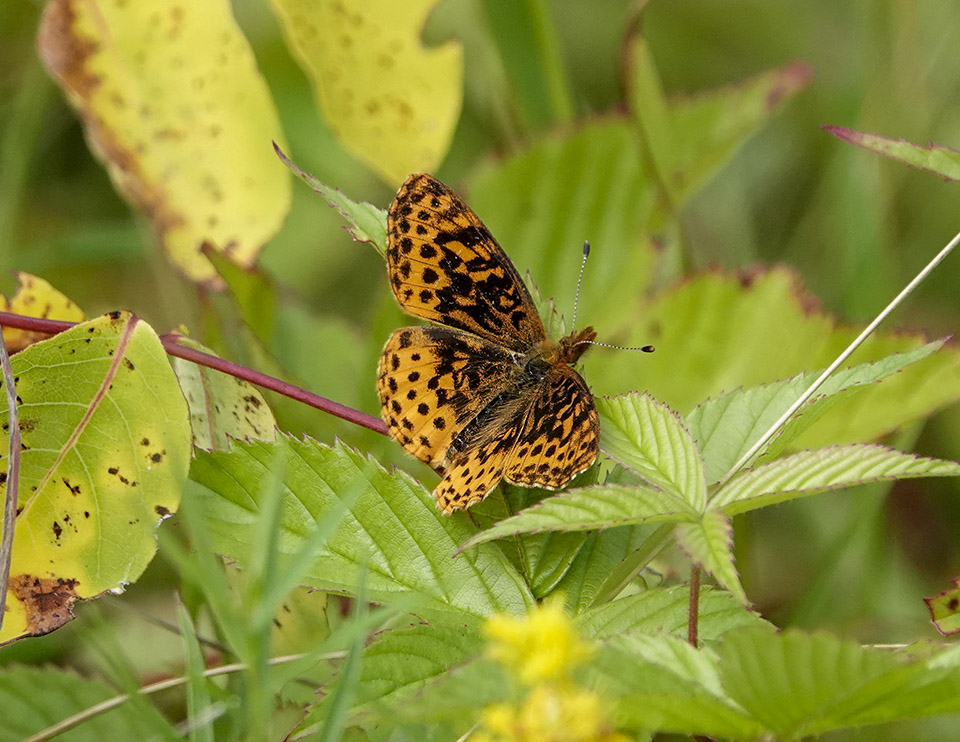 Butterflies of the Adirondack Park: Meadow Fritillary (Boloria bellona) on the Old Orchard Loop at Heaven Hill (1 September 2019). Click for a larger image, opening in a new window. Butterflies of the Adirondack Park: Meadow Fritillary (Boloria bellona) on the Old Orchard Loop at Heaven Hill (1 September 2019).