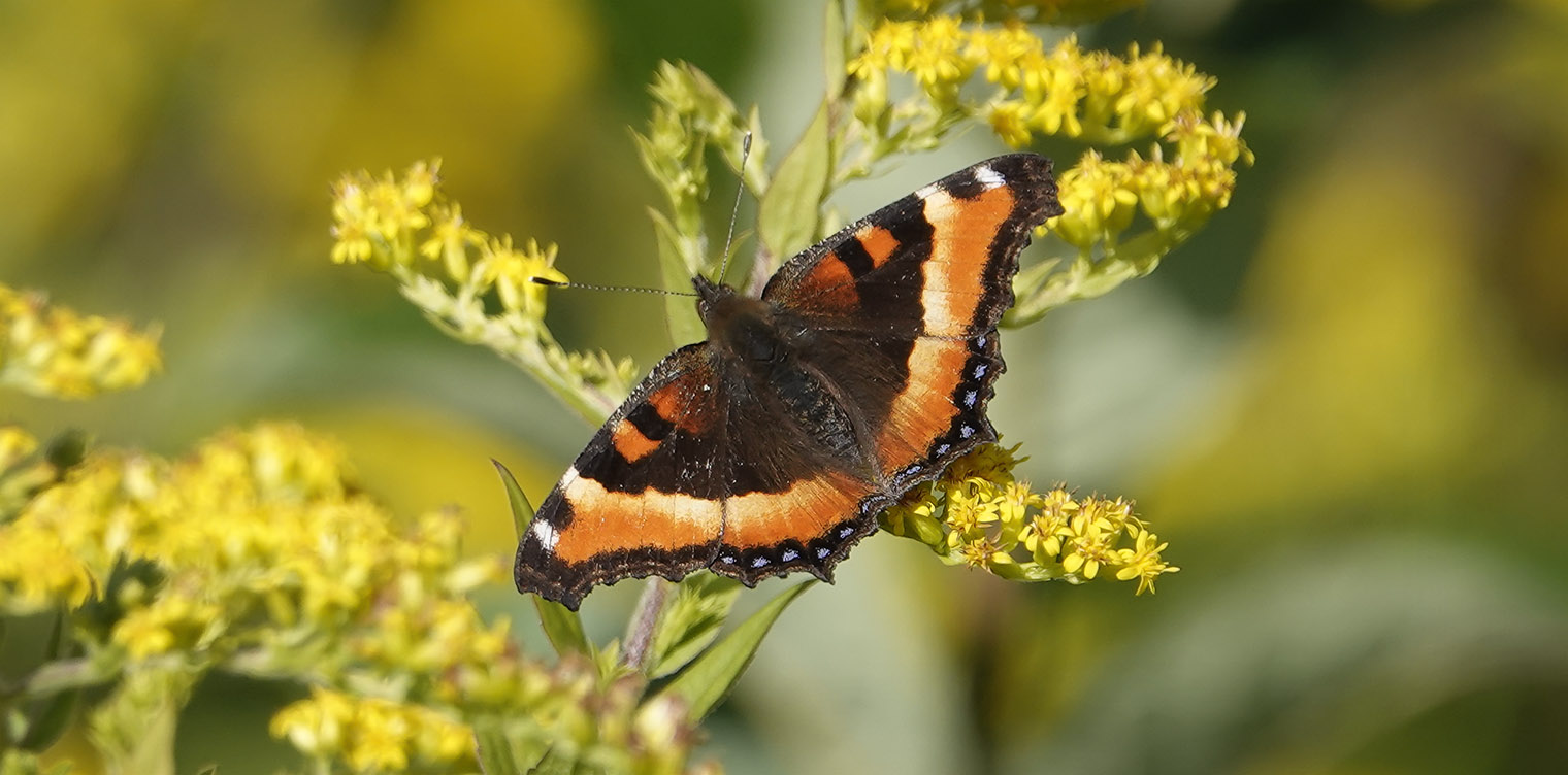 Butterflies of the Adirondack Park: Milbert's Tortoiseshell (Aglais milberti) on the Adirondack Loj Road (6 September 2019).Click for a larger image, opening in a new window. Butterflies of the Adirondack Park: Milbert's Tortoiseshell (Aglais milberti) on the Adirondack Loj Road (6 September 2019).