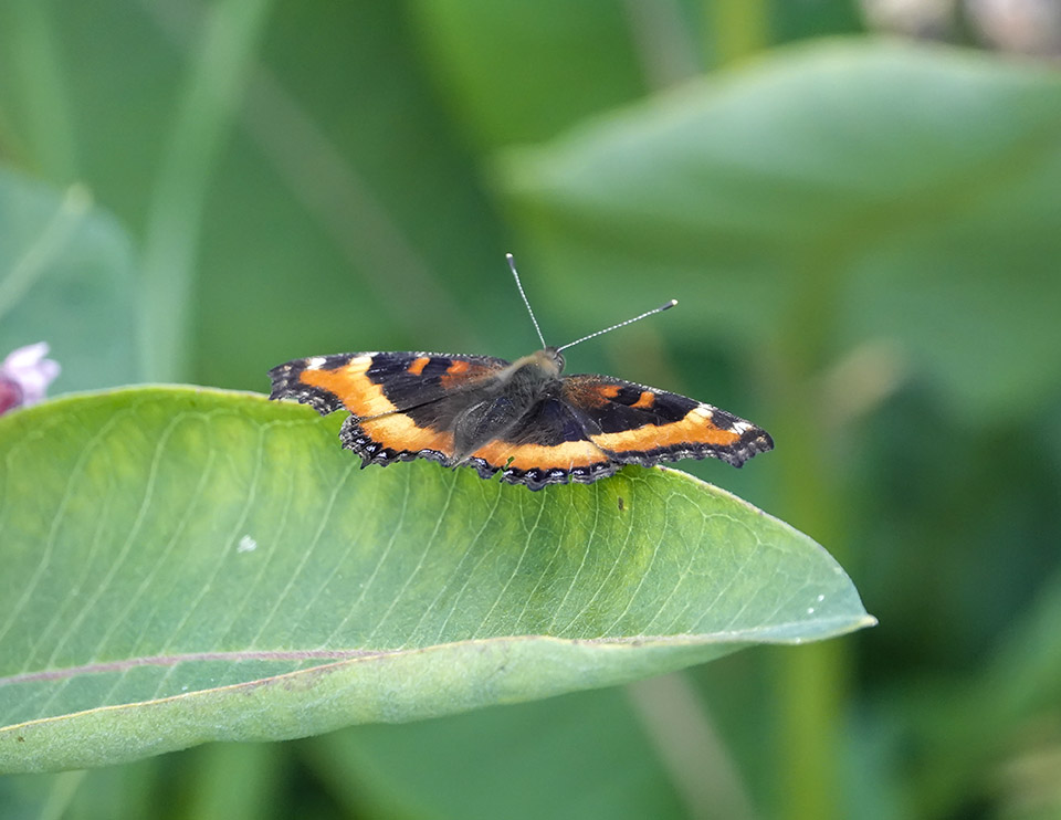 Butterflies of the Adirondacks: Milbert's Tortoiseshell (Aglais milberti) at Heaven Hill (29 July 2019). Click for a larger image, opening in a new window. Butterflies of the Adirondacks: Milbert's Tortoiseshell (Aglais milberti) at Heaven Hill (29 July 2019).