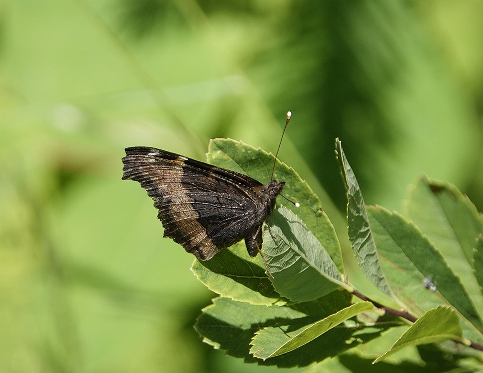 Butterflies of the Adirondack Park: Milbert's Tortoiseshell (Aglais milberti) on the Old Orchard Loop at Heaven Hill (9 July 2018). Click for a larger image, opening in a new window. Butterflies of the Adirondack Park: Milbert's Tortoiseshell (Aglais milberti) on the Old Orchard Loop at Heaven Hill (9 July 2018).