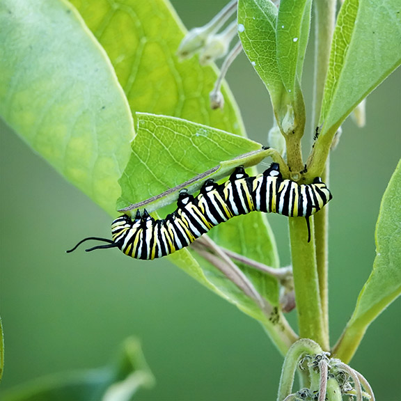 Monarch Caterpillar