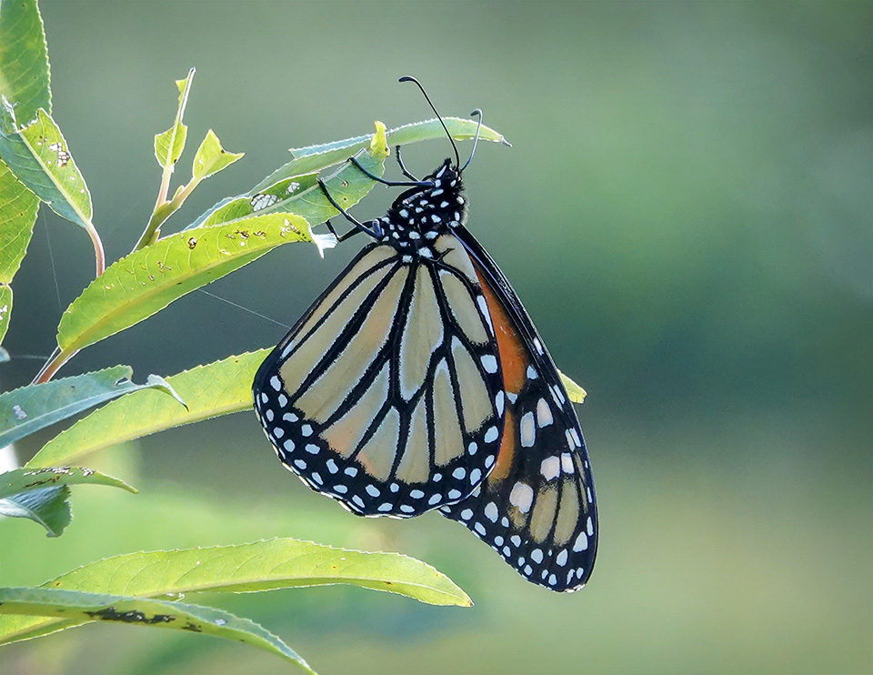 Butterflies of the Adirondacks: Monarch (Danaus plexippus) near the Cemetery Road Wetlands (5 September 2018). Click for a larger image, opening in a new window. Butterflies of the Adirondacks: Monarch (Danaus plexippus) near the Cemetery Road Wetlands (5 September 2018).