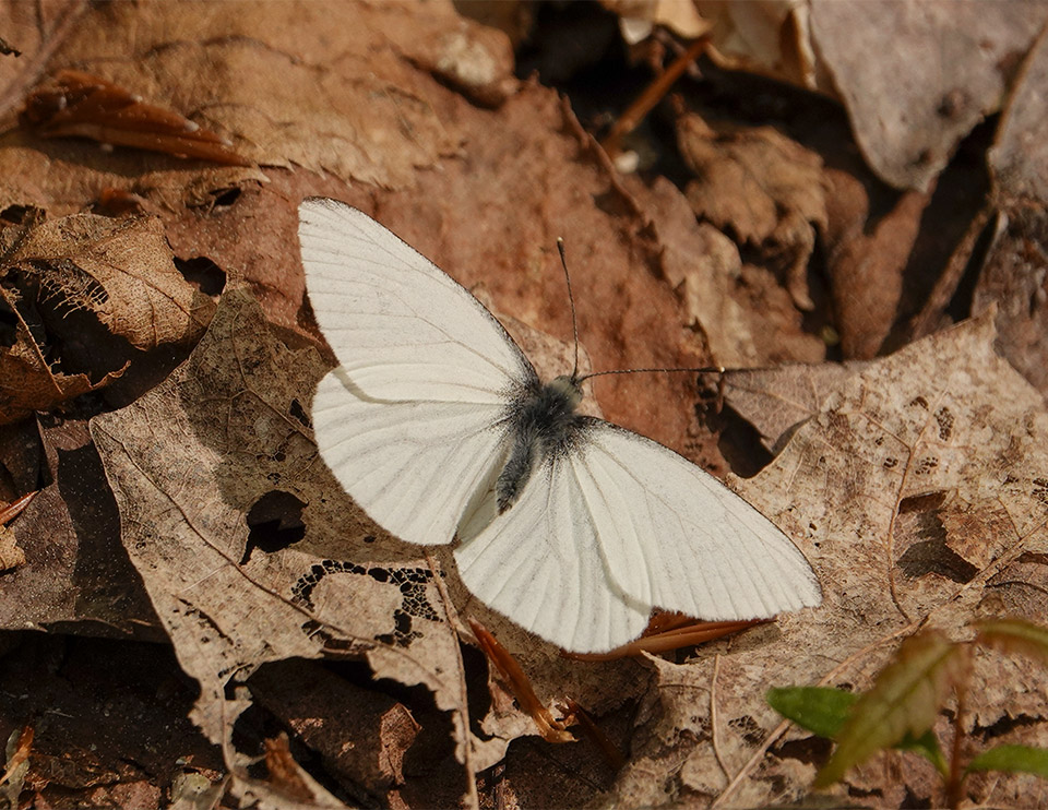 Butterflies of the Adirondack Park: Mustard White (Pieris oleracea) on the Loop Trail at Henry's Woods (31 May 2019).