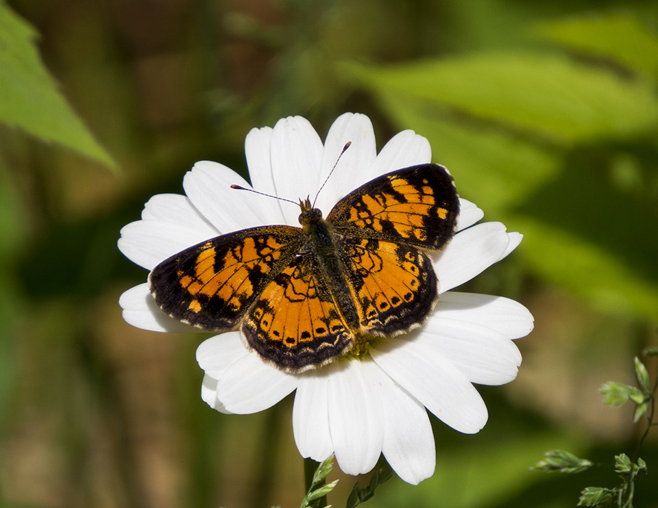 Butterflies of the Adirondack Park: Northern Crescent (Phyciodes cocyta) at the Paul Smiths VIC Native Species Butterfly House (13 June 2015). Butterflies of the Adirondack Park: Northern Crescent (Phyciodes cocyta) at the Paul Smiths VIC Native Species Butterfly House (13 June 2015).