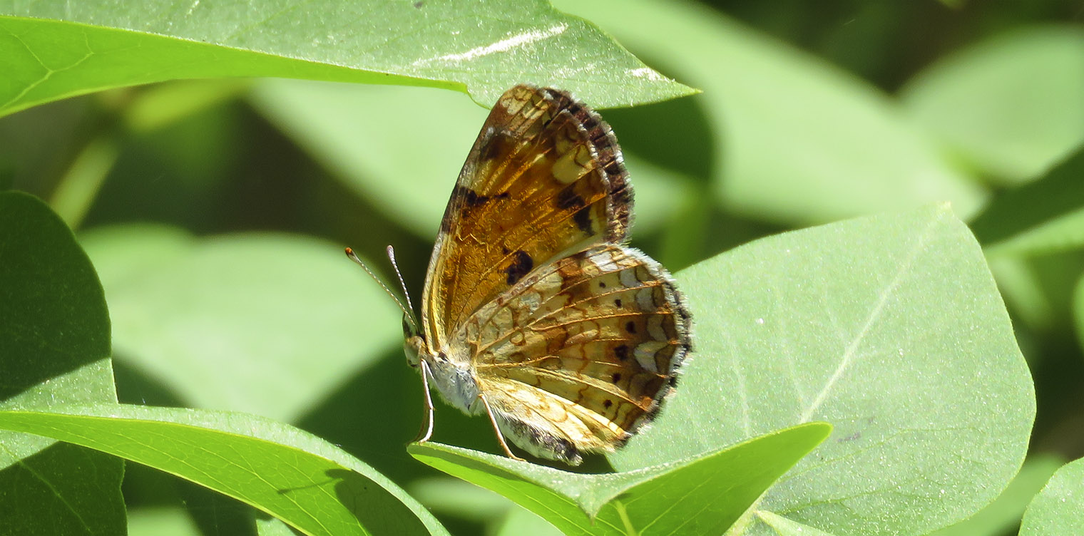 Butterflies of the Adirondack Park: Northern Crescent (Phyciodes cocyta) in the Paul Smiths VIC Native Species Butterfly House (18 June 2016). 