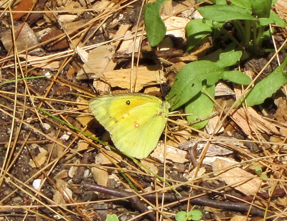 Butterflies of the Adirondack Park: Orange Sulphur at the Paul Smiths VIC Native Species Butterfly House (28 June 2012). Click for a larger image, opening in a new window. Butterflies of the Adirondack Park: Orange Sulphur at the Paul Smiths VIC Native Species Butterfly House (28 June 2012).
