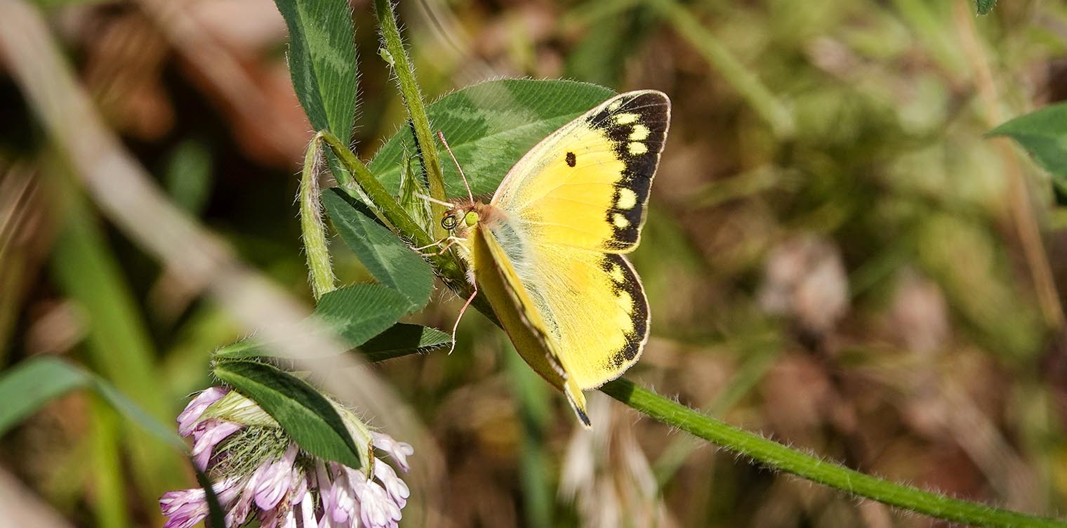 Butterflies of the Adirondack Park: Orange Sulphur on the edge of the parking lot at the Paul Smith's College VIC (20 October 2021). Click for a larger image, opening in a new window. Butterflies of the Adirondack Park: Orange Sulphur on the edge of the parking lot at the Paul Smith's College VIC (20 October 2021).
