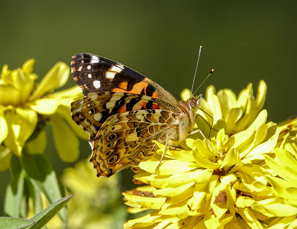 Butterflies of the Adirondack Park: Painted Lady at the Cemetery Road Wetlands (10 September 2019).