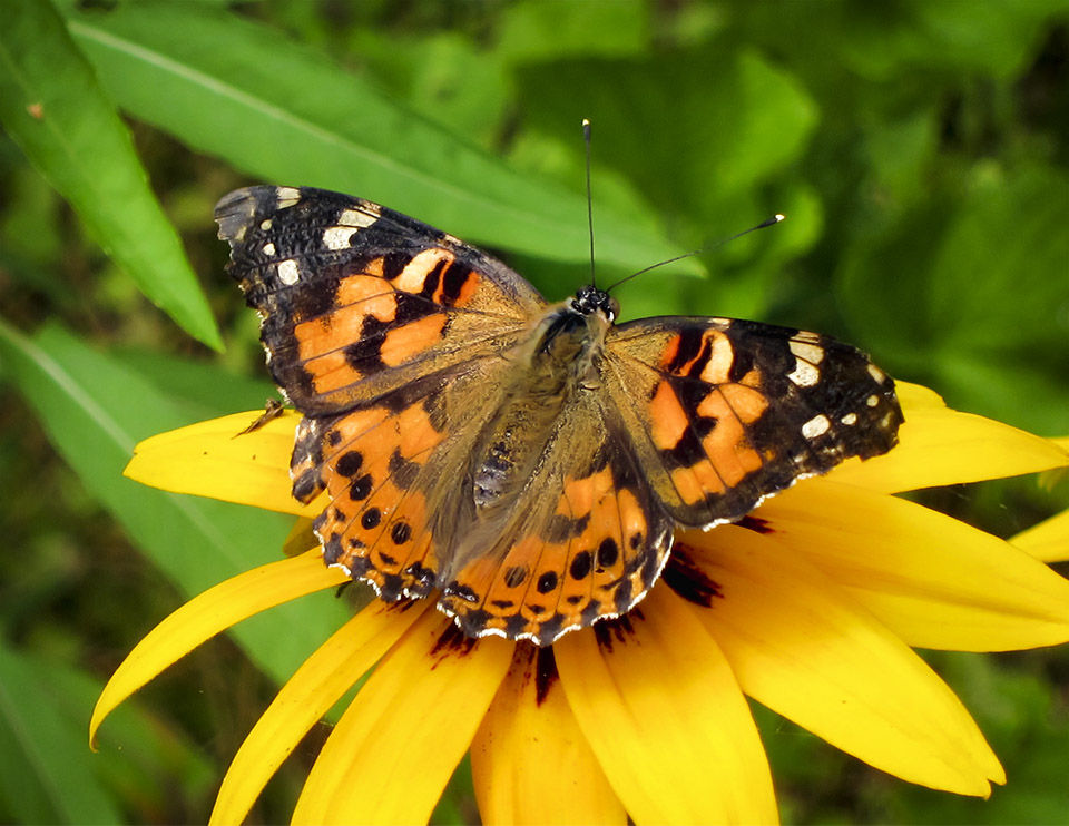 Butterflies of the Adirondack Park: Painted Lady at the Paul Smiths VIC Native Species Butterfly House (20 August 2012).