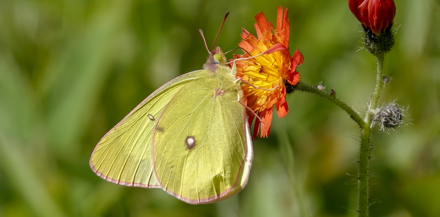 Butterflies of the Adirondack Park: Pink-edged Sulphur (Colias interior) on the Potato Field Loop at John Brown Farm (25 June 2018). Click for a larger image, opening in a new window. Butterflies of the Adirondack Park: Pink-edged Sulphur (Colias interior) on the Potato Field Loop at John Brown Farm (25 June 2018).