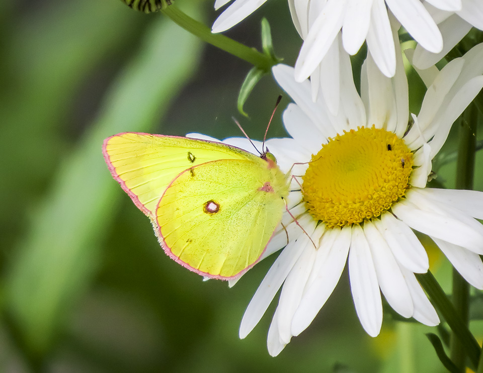 Butterflies of the Adirondack Park: Pink-edged Sulphur (Colias interior) at the Paul Smith's College VIC Native Species Butterfly House (27 July 2013). Click for a larger image, opening in a new window. Butterflies of the Adirondack Park: Pink-edged Sulphur (Colias interior) at the Paul Smith's College VIC Native Species Butterfly House (27 July 2013).