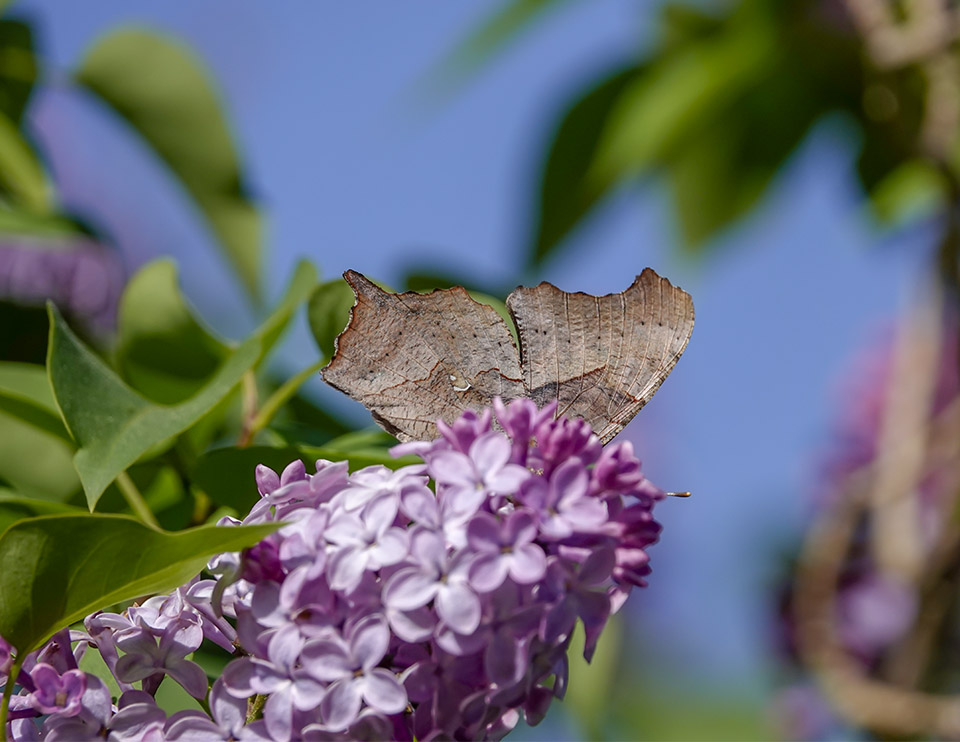 Butterflies of the Adirondack Park: Question Mark at John Brown Farm (9 June 2019).