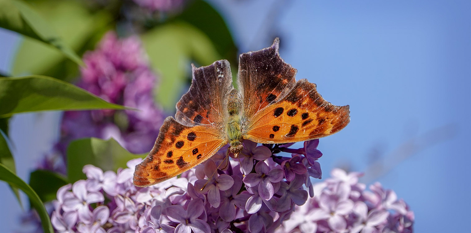Butterflies of the Adirondack Park: Question Mark at John Brown Farm (9 June 2019).