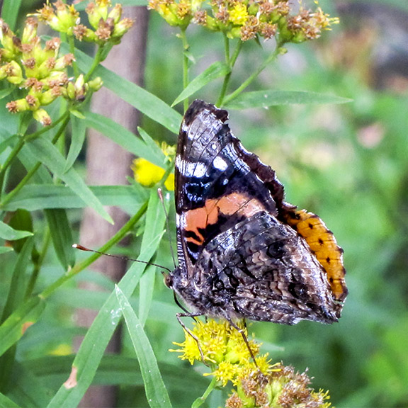 Butterflies of the Adirondack Park: Red Admiral at the Paul Smiths VIC Native Species Butterfly House (1 September 2012). Click for a larger image, opening in a new window. Butterflies of the Adirondack Park: Red Admiral at the Paul Smiths VIC Native Species Butterfly House (1 September 2012).