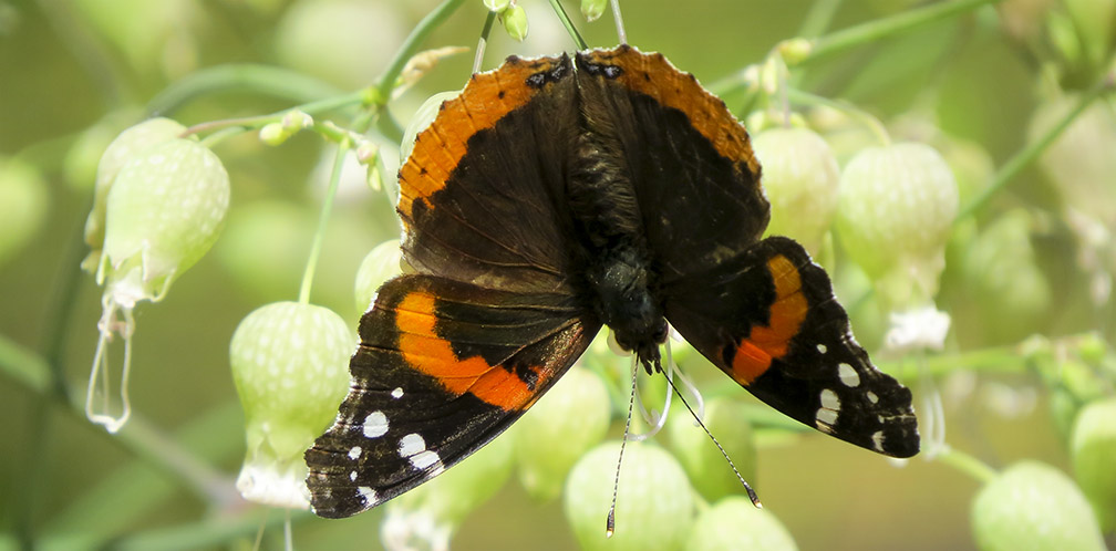Butterflies of the Adirondack Park: Red Admiral at the Paul Smiths VIC Native Species Butterfly House (24 June 2015). Click for a larger image, opening in a new window. Butterflies of the Adirondack Park: Red Admiral at the Paul Smiths VIC Native Species Butterfly House (24 June 2015).