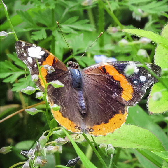 Butterflies of the Adirondack Park: Red Admiral at the Paul Smiths VIC Native Species Butterfly House (4 July 2015). Click for a larger image, opening in a ne window. Butterflies of the Adirondack Park: Red Admiral at the Paul Smiths VIC Native Species Butterfly House (4 July 2015).