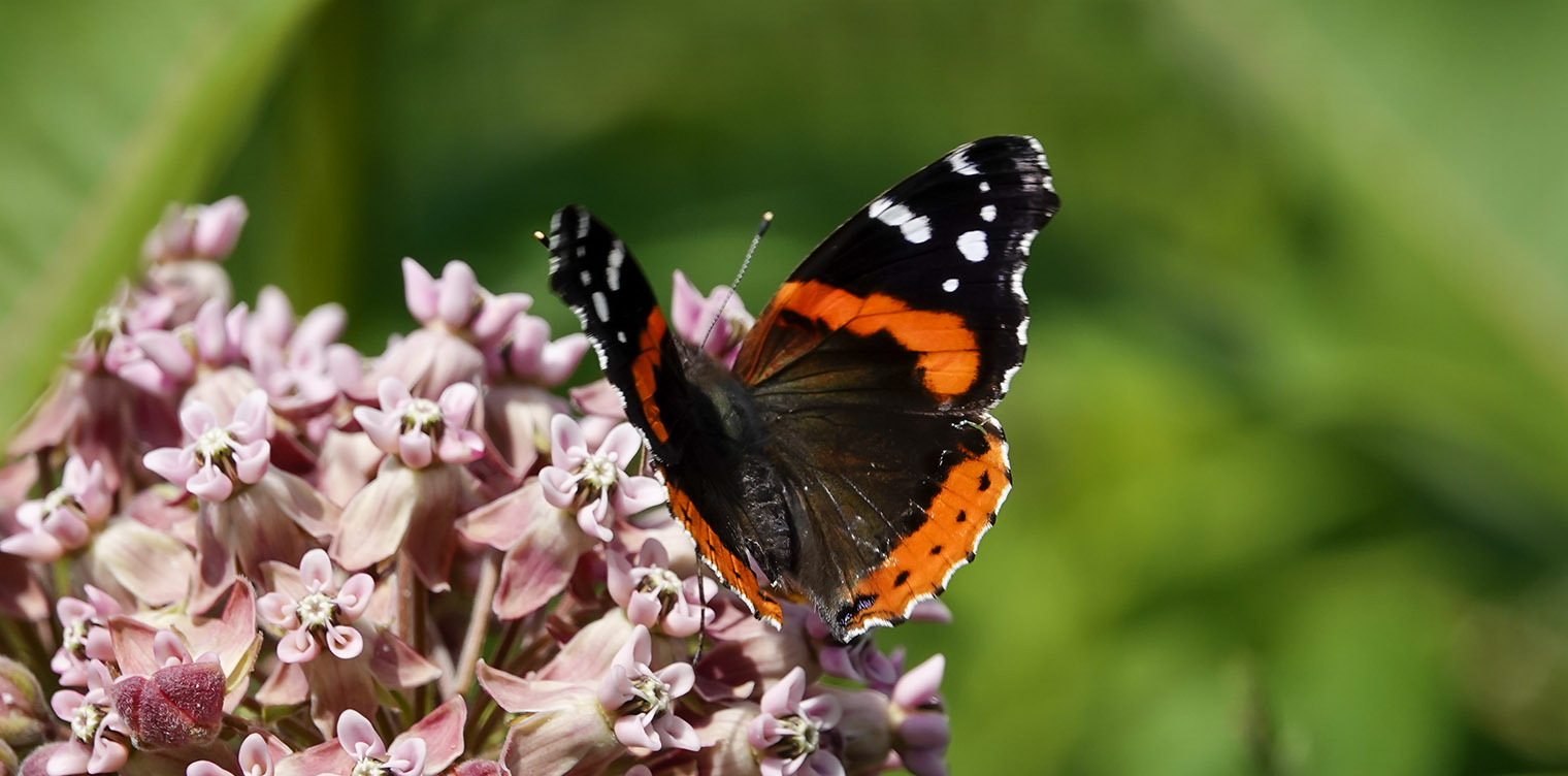 Adirondack Butterflies: Red Admiral (Vanessa atalanta) on the Adirondack Loj Road (15 July 2019). 