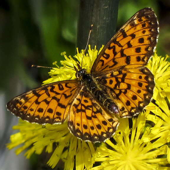 Butterflies of the Adirondack Park: Silver-bordered Fritillary at the Paul Smiths VIC Native Species Butterfly House (16 June 2012). Butterflies of the Adirondack Park: Silver-bordered Fritillary at the Paul Smiths VIC Native Species Butterfly House (16 June 2012).
