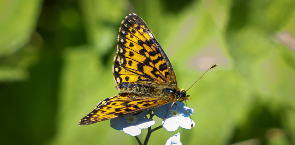 Butterflies of the Adirondack Park: Silver-bordered Fritillary at the Paul Smiths VIC Native Species Butterfly House (22 June 2014). Butterflies of the Adirondack Park: Silver-bordered Fritillary at the Paul Smiths VIC Native Species Butterfly House (22 June 2014).
