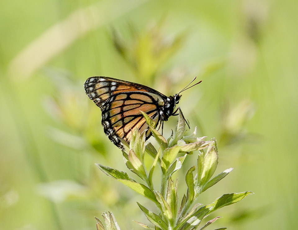 Butterflies of the Adirondack Park: Viceroy (Limenitis archippus) on the Adirondack Loj Road (15 July 2019). Butterflies of the Adirondack Park: Viceroy (Limenitis archippus) on the Adirondack Loj Road (15 July 2019).