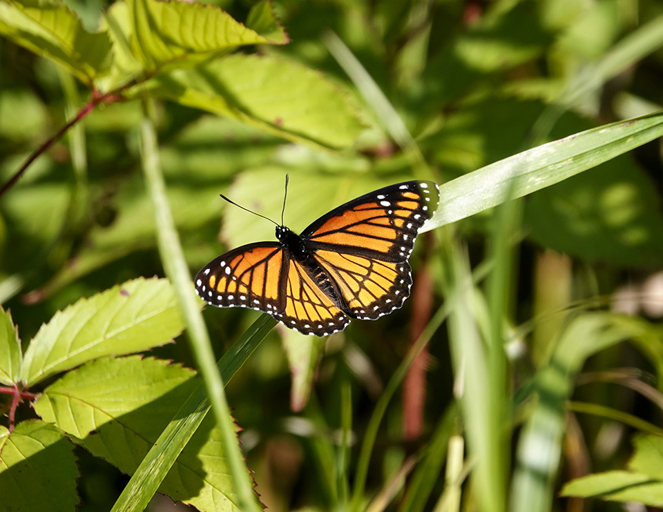Butterflies of the Adirondacks: Viceroy (Limenitis archippus) at John Brown Farm (26 August 2019). Butterflies of the Adirondacks: Viceroy (Limenitis archippus) at John Brown Farm (26 August 2019).