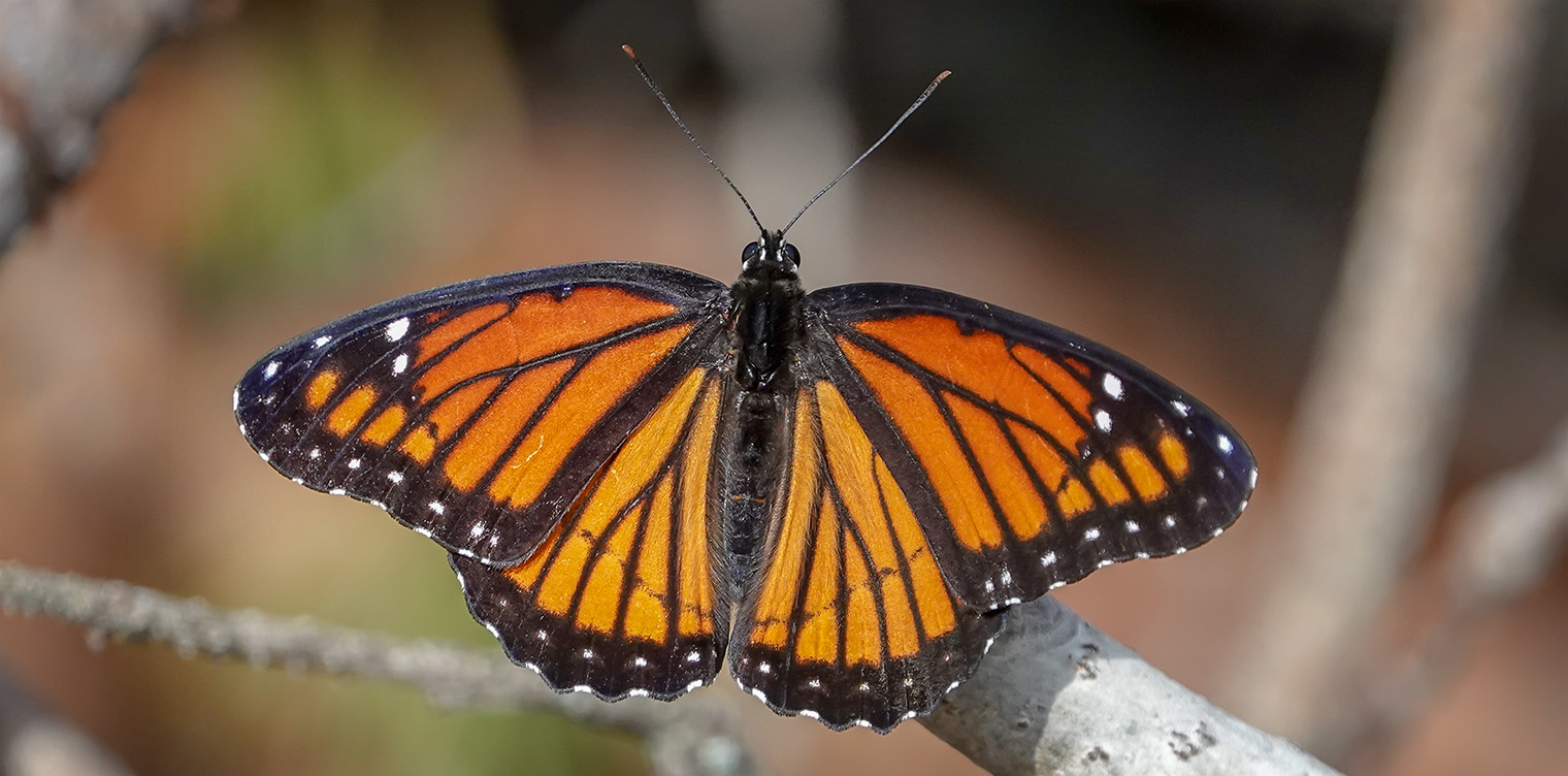 Butterflies of the Adirondack Park: Viceroy (Limenitis archippus) at John Brown Farm (19 August 2018).