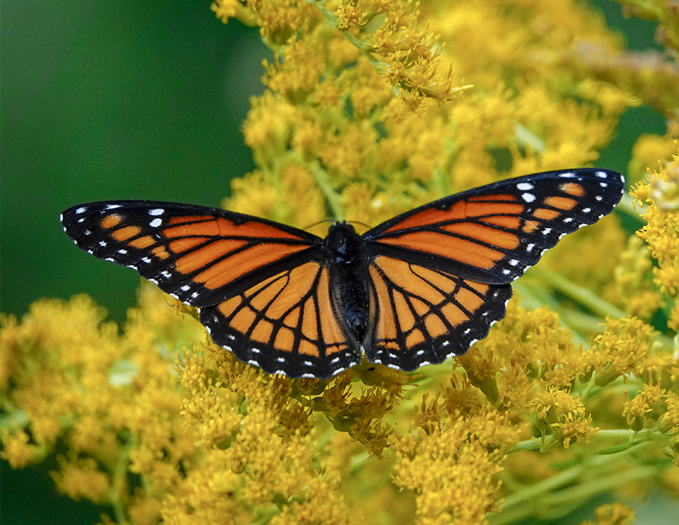 Butterflies of the Adirondack Park: Viceroy (Limenitis archippus) in the Paul Smith's College VIC Native Species Butterfly House (27 August 2018). 